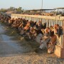 DT_Dairy_Cows_Jersey_Arizona