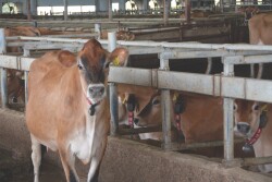 While there is still a drastic difference in opinions when it comes to animal activists and farmers, both can acknowledge that animal welfare within the dairy industry has made some improvements over the years.