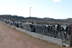DT_Holstein_Heifers_Colorado.JPG