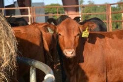 Featured speaker will be Frank Mitloehner, professor with the University of California-Davis department of animal science, discussing some of the misinformation regarding the impact of beef cattle production on the environment.

