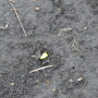What is your seed quality?