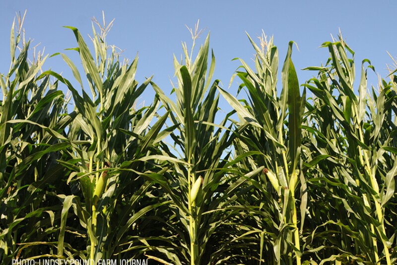 Corn field - Lindsey Pound