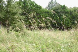 Old_World_Bluestem