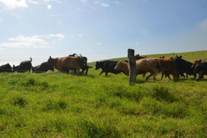 Electric_Fence