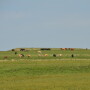 BT_Flinthills_Stocker_Cattle