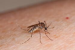 The mosquito Aedes aegypti can spread several diseases as it travels from person to person.
