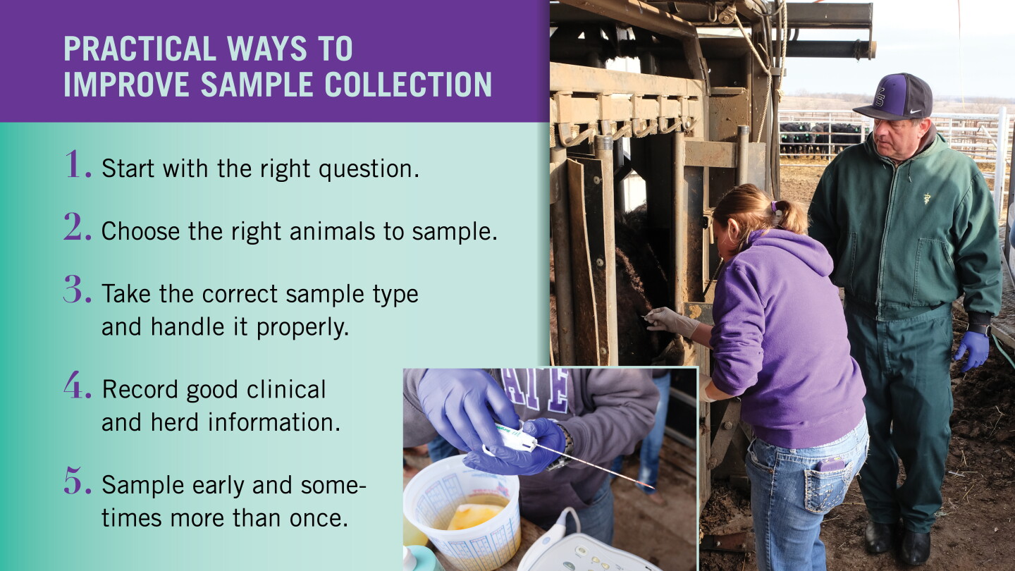 Spot Check Sampling 5 Sampling Tips for Improved Diagnostics - Drovers