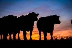 Beef alliance