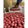 nc potatoes