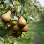 Bosc pears
