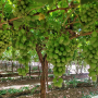 Jac Vandenberg grapes.png