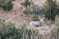 deer