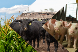Livestock and Corn