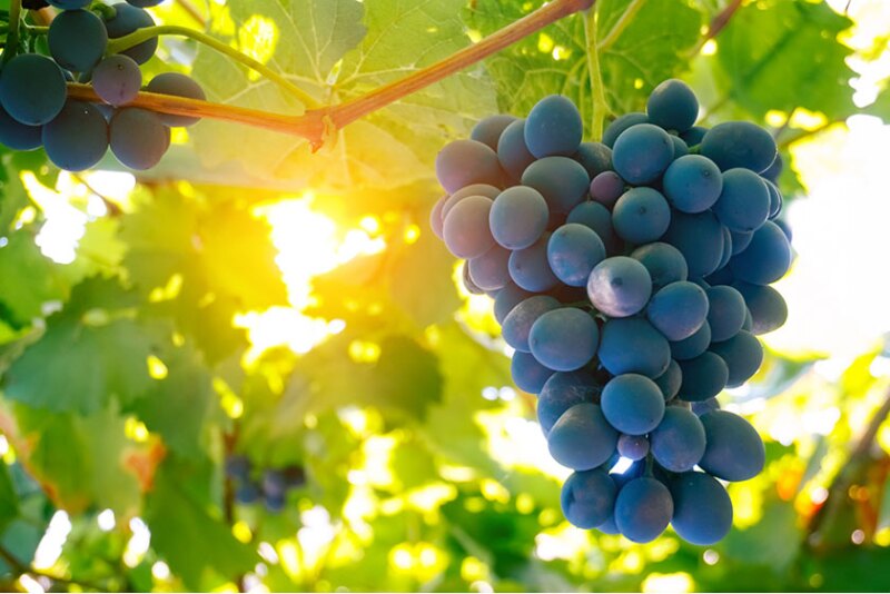 Grapes