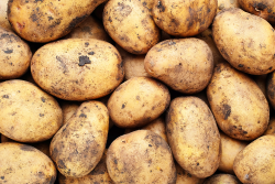 potatoes