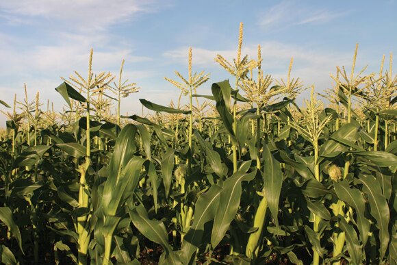 The latest Crop Progress report put the corn crop this week at 62% good to excellent, marking a two-point drop in a week. Soybean conditions dropped 3% across the country, now sitting at 57% rated good to excellent.