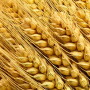 wheat