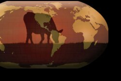 Global beef production is projected to increase slightly in 2023.