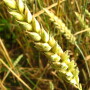 wheat