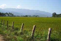 rice_fields_in_india