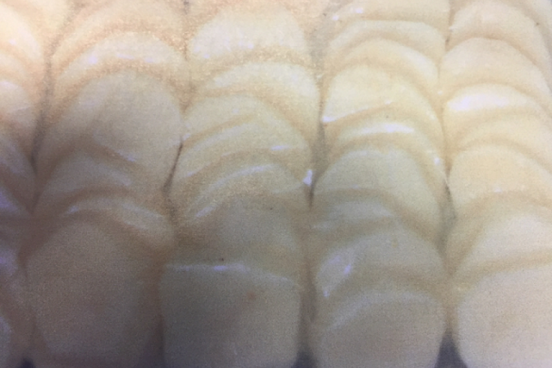 Potatoes in vacuum sealed bag a month after being treated by a patented process created by Jerry Twinam.

