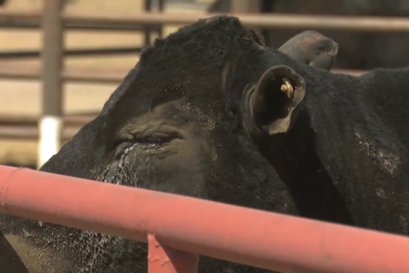 Burnt cattle from southern Plains wildfires.