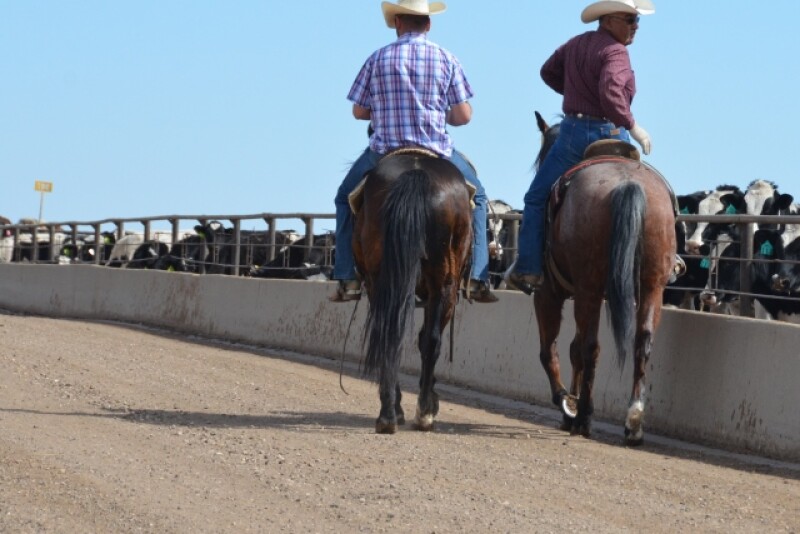 BT_Feedlot_Cowboys
