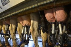 Butter prices also saw a bit of an increase, jumping 6 cents in 2023 to $2.49 per lb. 
