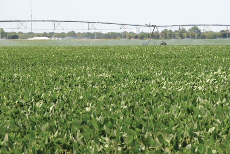 Soybeans
