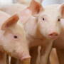 Provimi Header Image.jpg