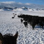 Extreme weather fluctuations put extra stress on calf immune systems.