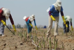 Workers harvesting asparagus