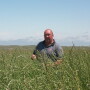 Intermediate_wheatgrass