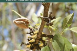 Almond Tree