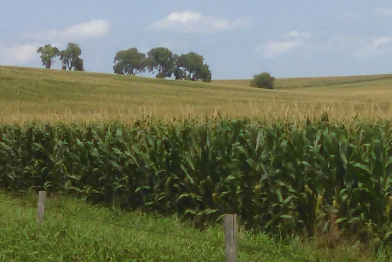 nebraska corn