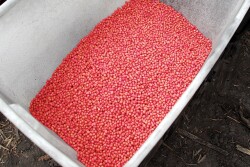 Soybean seed