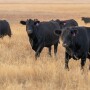 CowsAmarillo_MM_2263-1.jpg