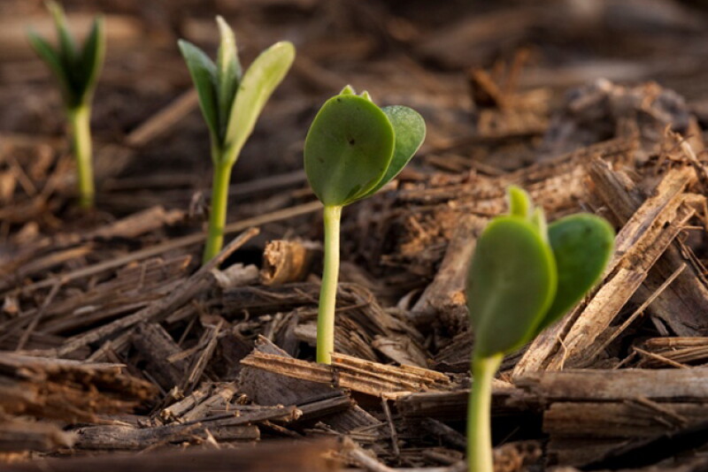 soybean_emerge.jpg