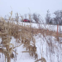 Snow_Corn