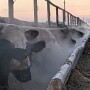 Beef.Belt_.jpg