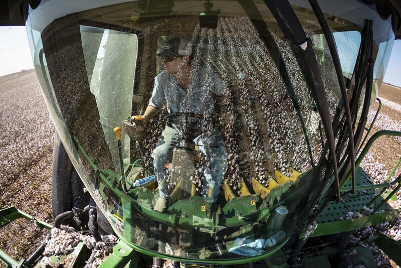 Cotton harvest
