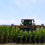 A field of short stature corn, right, next to a commercial variety during a Bayer field trial. 