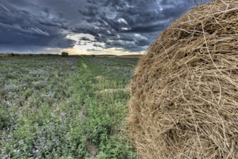 South_Dakota_Alfalfa