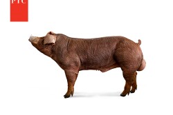 Pig Improvement Company