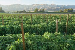 Prime Time International was expected to start harvesting red and yellow bell peppers in the Oxnard area, shown here last year, in July, says Katy Johnson, marketing assistant.