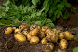 Potatoes in field