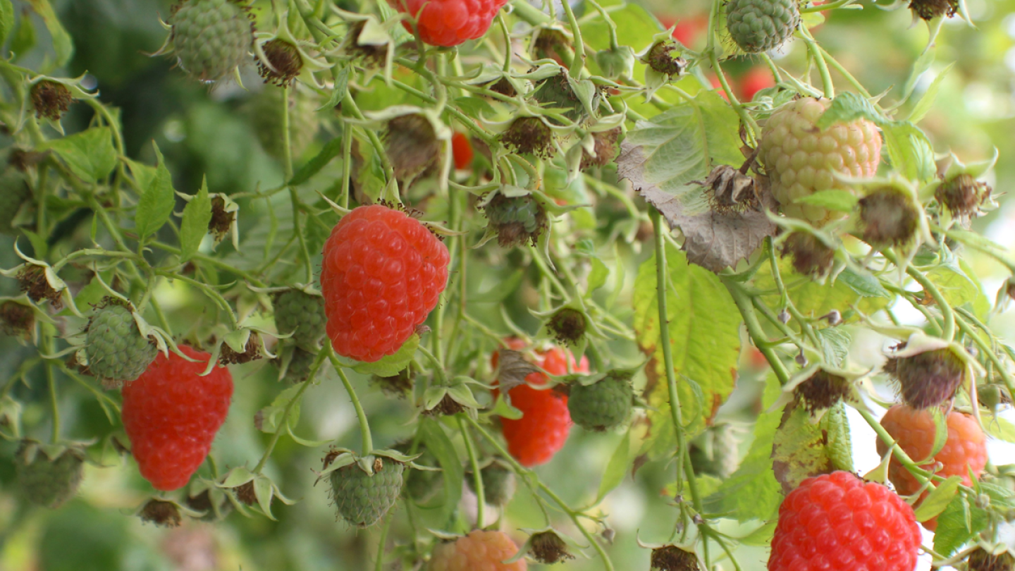 Grey Brown Raspberry How Cornell's New Raspberry Varieties Help Cover Growing Season - The ...