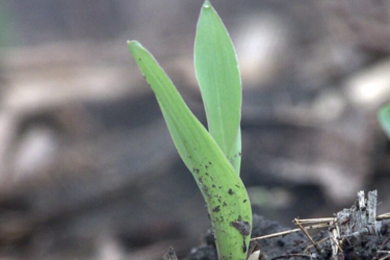Emerged Corn Iowa