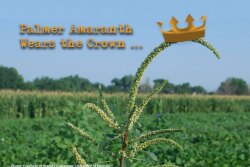 Palmer amaranth growing in a Georgia cotton field. 