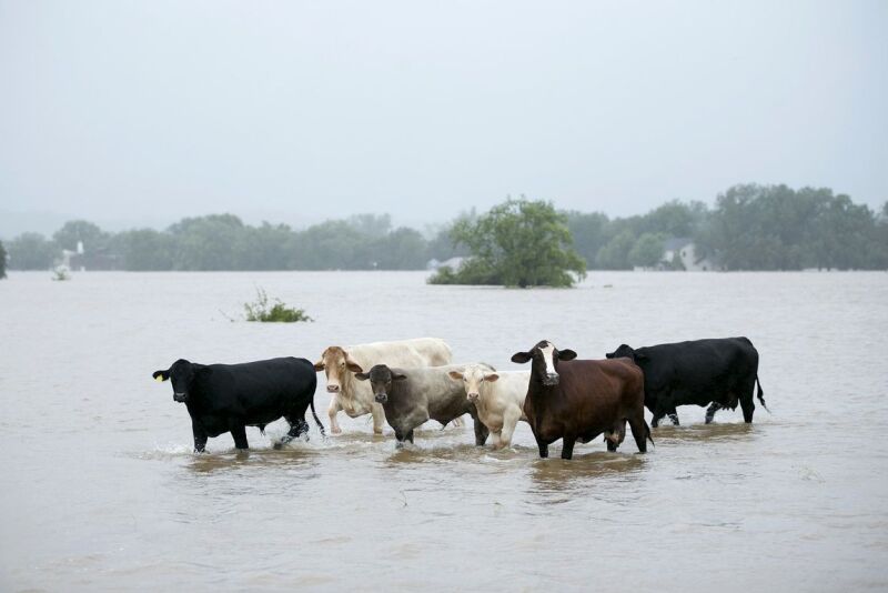 ‘Significant’ amount of ranches affected, industry group says.